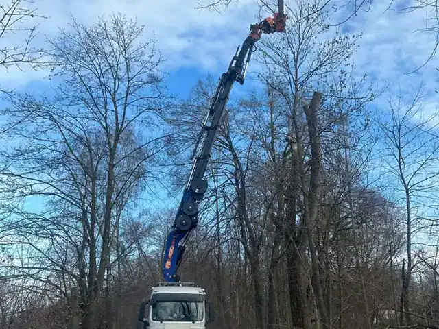 Kran bei Baumfaellungen in einem Waldgebiet, professionelle Baumpflege.