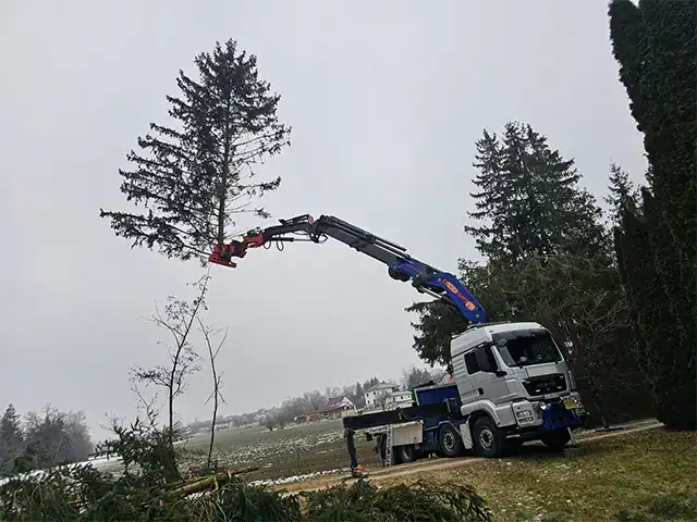 Baumfaellungen mit Kran bei Robert Maier GmbH, professionelle Baumpflege und Forstservice in Deutschlan.