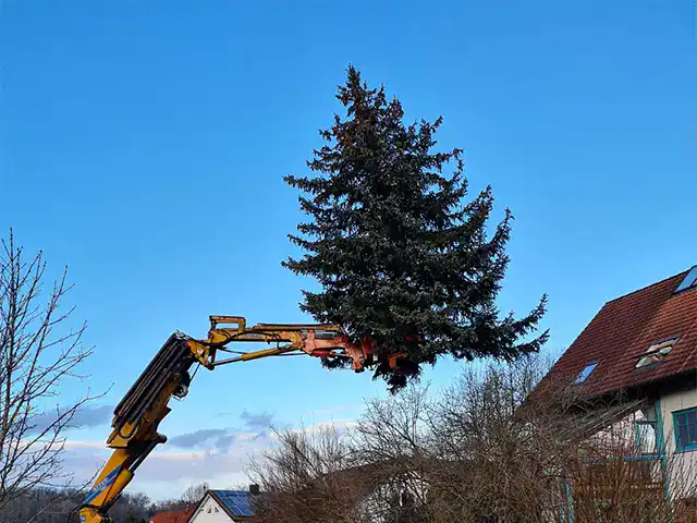 Baumfaellungen mit Kran bei Robert Maier GmbH, professioneller Baumschnitt und Baumservice in Deutschla.