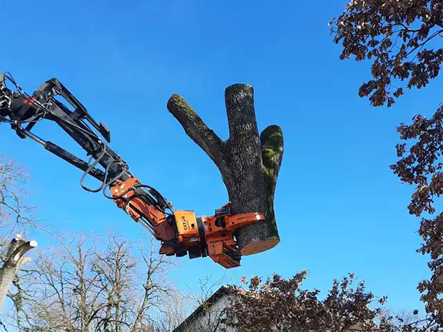 Baumfällung mit Kran bei Robert Maier GmbH, professionelle Baumpflege in Deutschland.