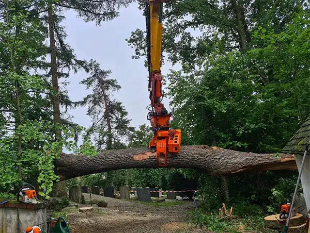 Kranarbeiten in einem Waldgebiet, professionelle Baumfällarbeiten durch Robert Maier GmbH.
